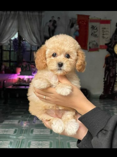 Poodle MINI