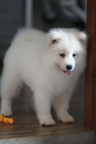 Samoyed