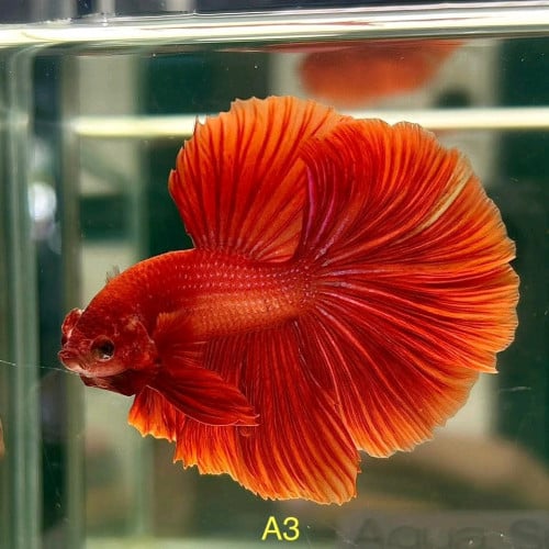 ត្រីលម្អពួជកន្ទុយផ្លិតមានក្នុងស្តុកស្រាប់