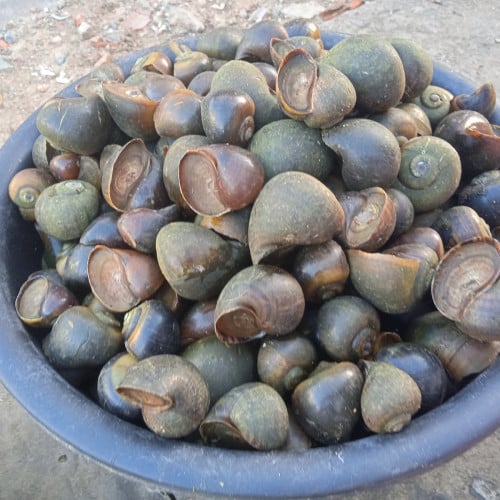 ខ្ចងស្រែ