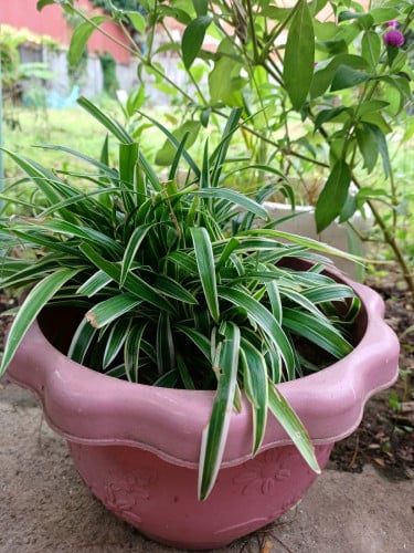 ដើមរាសី