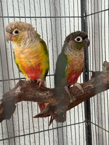 មេបាធ្លាប់កូន