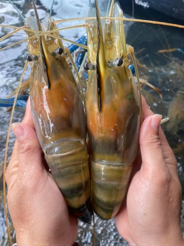 បង្កងធម្មជាតិ ខេត្តតាកែវ