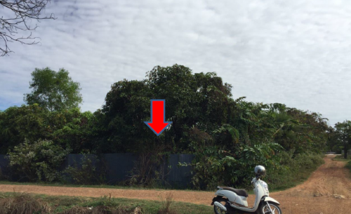 ដីស្រែ ចុះពីផ្លូវជាតិលេខ5 ស្រុកថ្មគោល ខេត្តបាត់ដំបង សំរាប់លក់