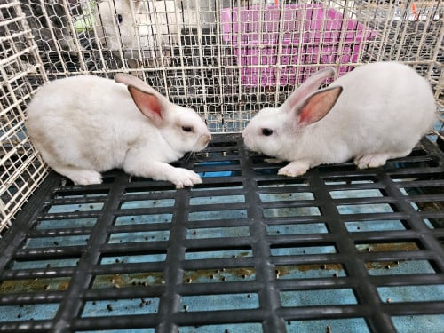 កូនទន្សាយពូជ រោមកាម្ញី(MiniRex)