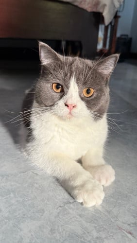 Special lazy fat cat