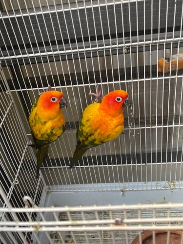 Sun conure គូរបង្កាត់ ញី ឈ្មោល មានDNA