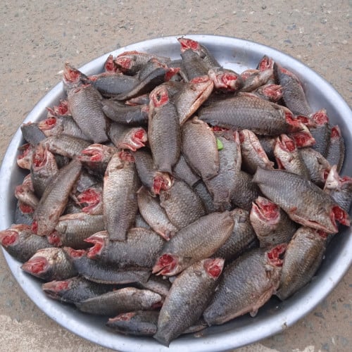 ត្រីក្រាញ់ស្រែ