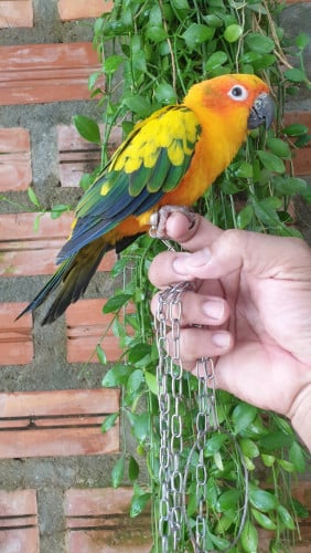 សាំងលេងបាន ស្លូត