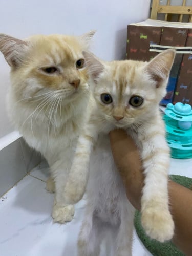 កូនឆ្មាចែកធូៗបងៗ ពូជ Persian ញី អាយុ 2 ខែ ចែក50$