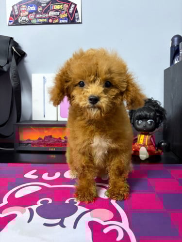 Poodle Mini Girl 3 Month old Good Health Pnhom penh