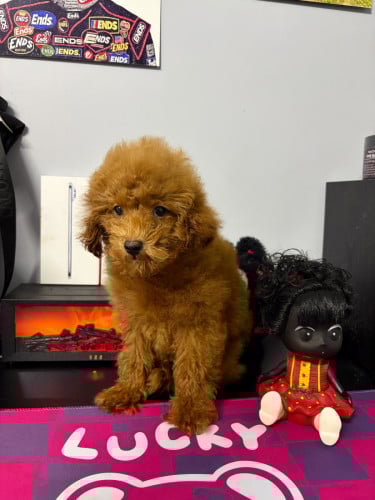 Poodle Mini Male Have in stock Good Health Pnhom penh