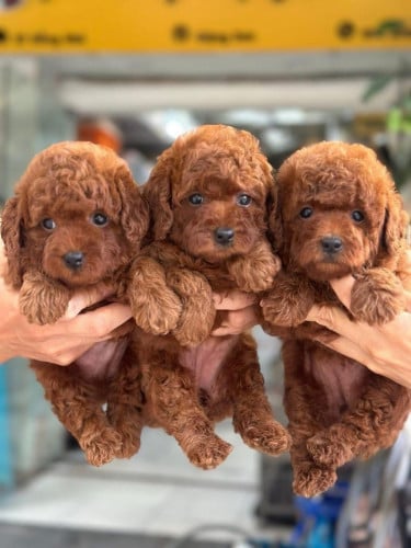 Poodle Tcup Brown VIP