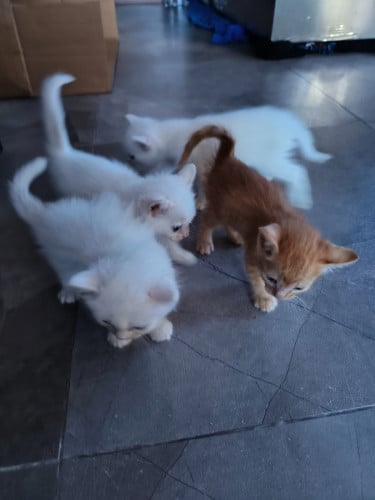 Purebred kitties Khao Manee