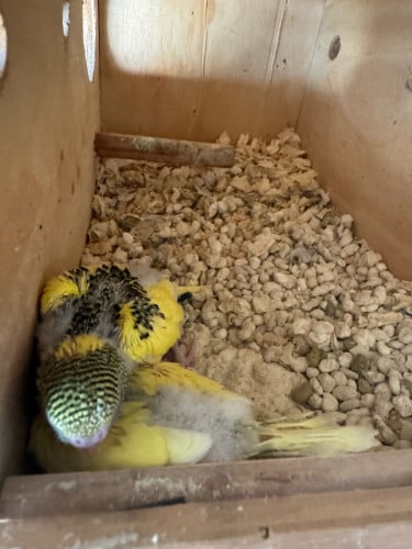 មានកូនសេកហុងកុងមួយគូត្រូវការទាក់ទងមកបានបងបង