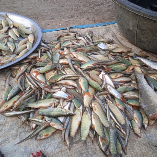 ត្រីកញ្ជូកស្រស់ៗ