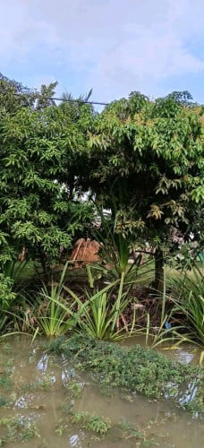 ដីលក់បន្ទាន់តម្លៃក្រោមទីផ្សារ