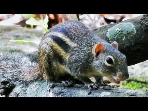 សត្វដង្ហែន