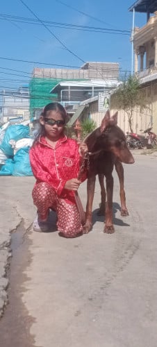 ម្ចាស់ខ្ជិលចិញ្ចឹមលក់