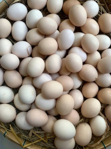 ពងមាន់ស្រែ