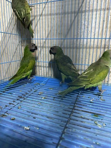 សេកសកលក់ធូៗ