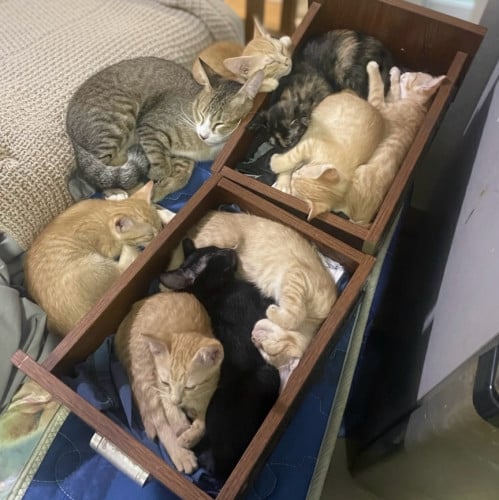 ចែកFree (សៀមរាប) ជួយចិញ្ចឹមគ្នាផង