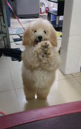 កូន Poodle ចង់លក់​ អាចទាក់ទង​តាម​ 077959633