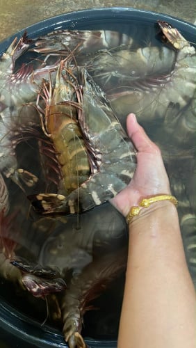 បង្គារខ្លឹងធម្មជាតិ💯%