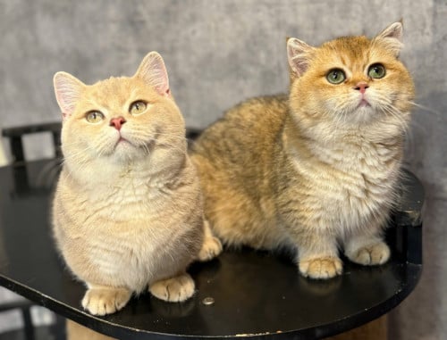 1 boy 1 girl munchkin