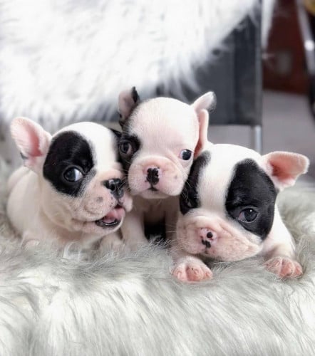 3 girl French bull