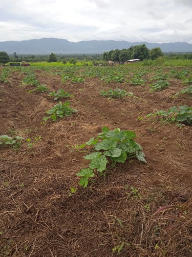 រ៉ែ មាស ស្ពាន់