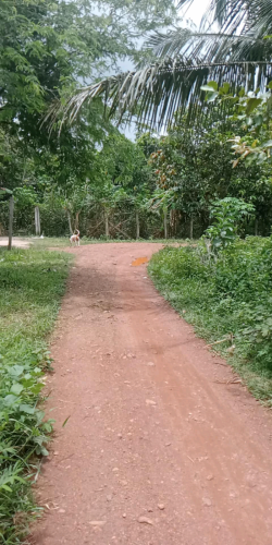 ដីជាប់ផ្លូវខេត្តកំពត