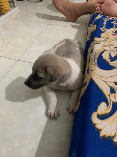 កូនកាត់ខ្មែរ