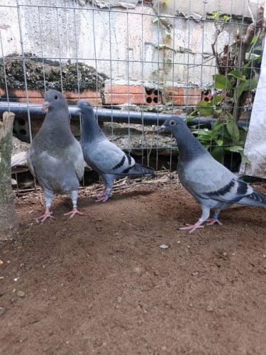 ព្រាបចិញ្ចឹម