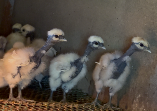 កូនមាន់សាច់ខ្មៅ​ 10គ្រាប់​25$