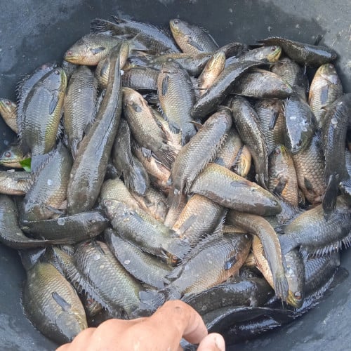 កម្មង់បានបងៗត្រីស្រែធម្មជាតិ100%