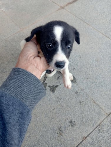 ឆ្កែចម្រុះ Border Collie និងឆ្កែក្នុងស្រុក