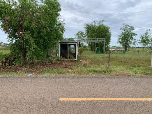 ប្លង់រឹង