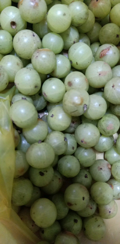 ផ្លែកន្ទួតព្រៃ