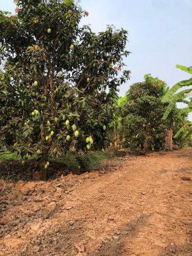 ដីចំការលក់ នៅ ពាមជីកង