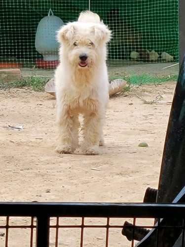 ពូជតឿឈ្មោល