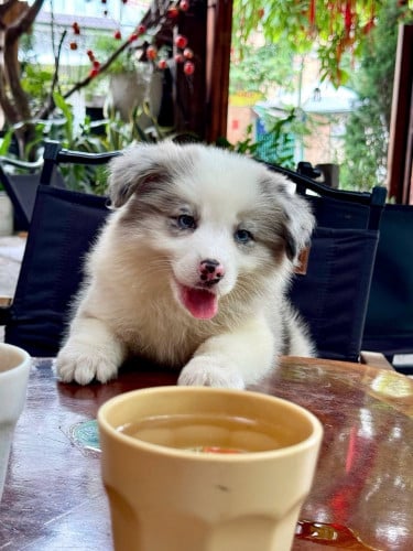 Collies eyes different color