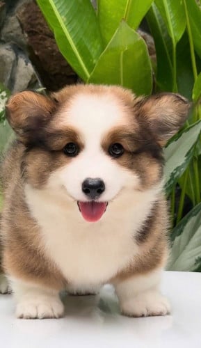 Corgi