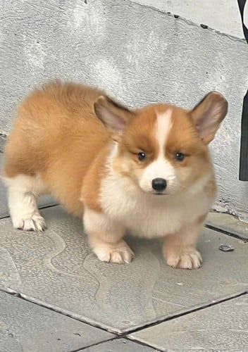 Corgi 🍑🩷