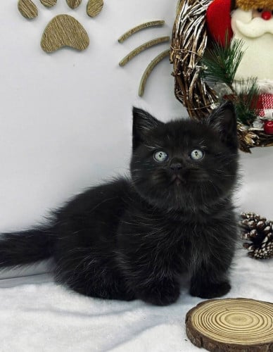 Munchkin black