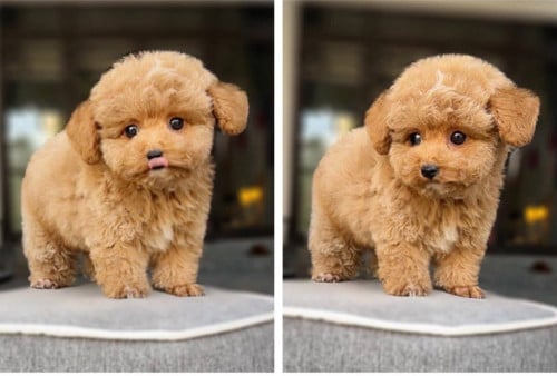 Poodle grow up 1.5kilo