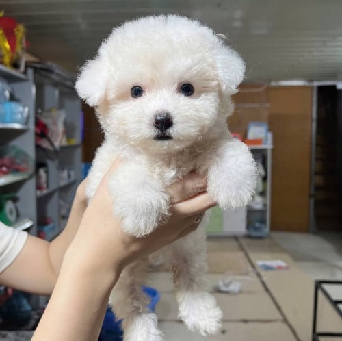 Poodle white