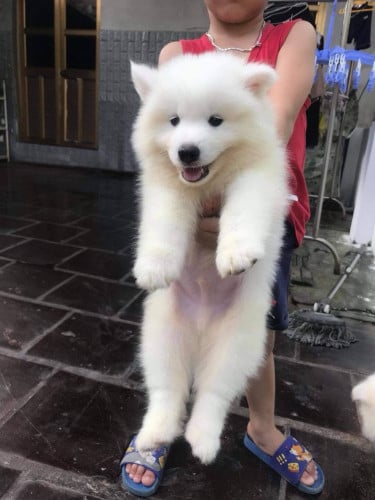Samoyed