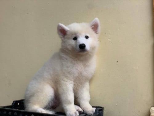 Samoyed