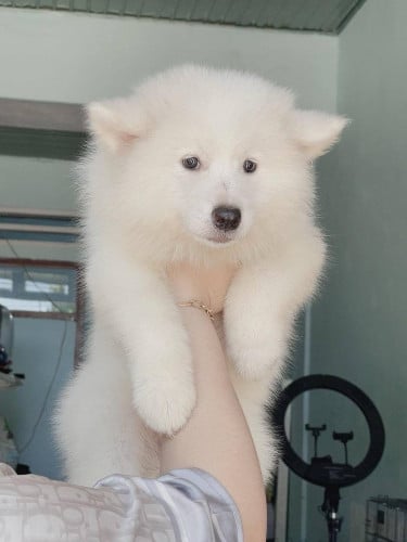 Samoyed